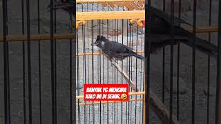 Download lagu KUTILANG HITAM, ANTIK DAN LANGKA...‼️ #kicaumania #burung #antik #burunglangka mp3