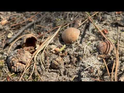 An Ant Finds a Snack in Cream Ridge, NJ