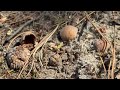 An Ant Finds a Snack in Cream Ridge, NJ