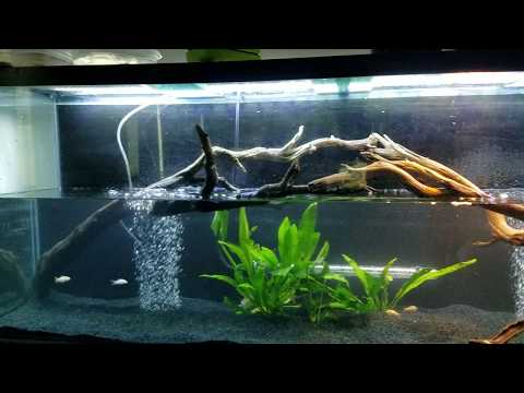 [071] My Turtle Set Ups, 125 Gallon DIY 3D Background, 90 Gallon Blacked Out Tank