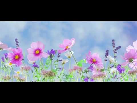 Musique Douce: Relaxante, Calme