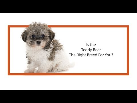 Teddy Bear Breed Video