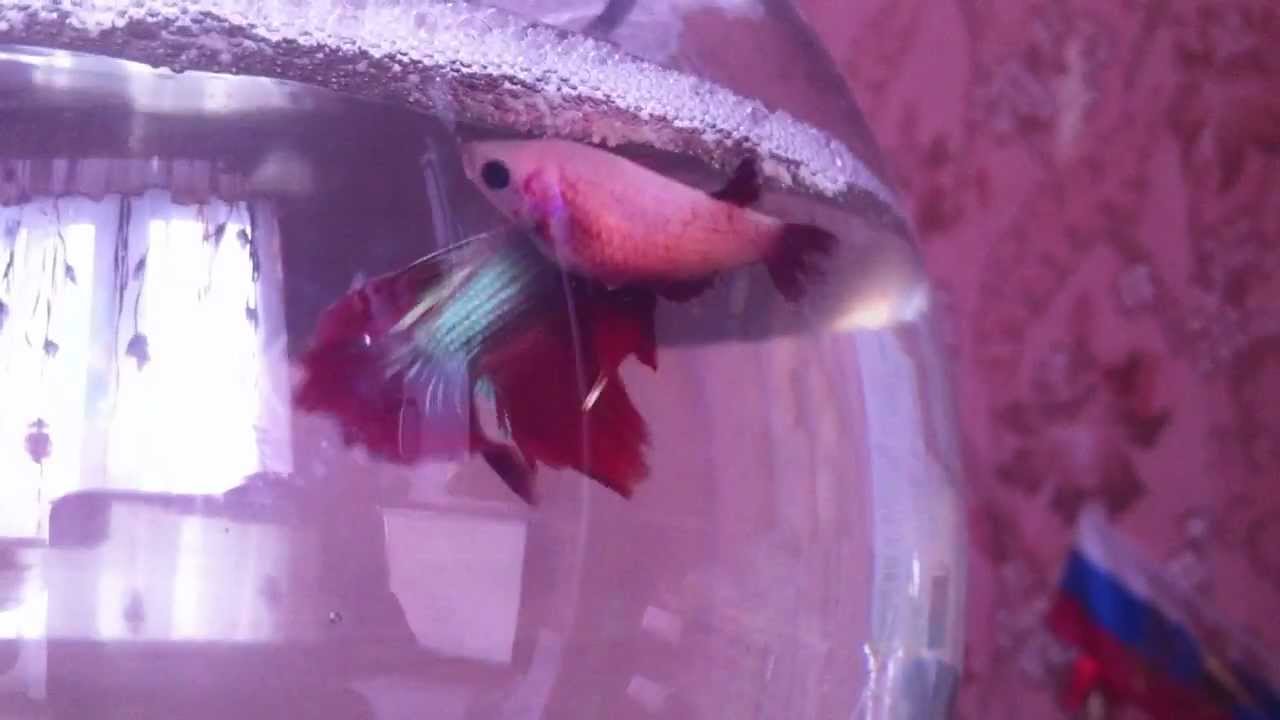 бойцовая рыбка петушок самка. рыбки петушки икра. петушки аквариумные рыбки малек. рыбки петушки нерест. рыбки петушки гнездо.