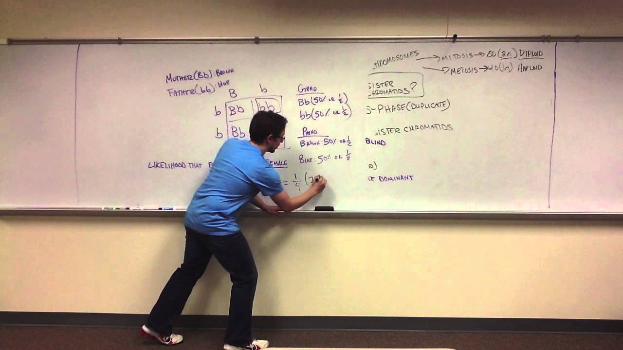 Lecture Review - Chapter 8 & 9 Quiz (Biol 1408)