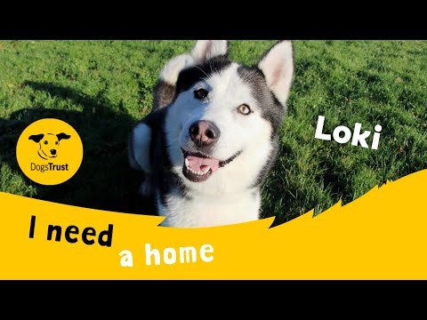 Loki for sale in Sadberge, Co Durham