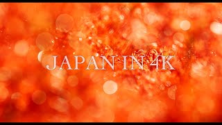 Japan in 4K : 幸手権現堂桜堤 彼岸花
