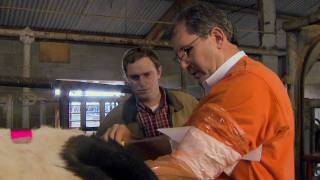 Artificial Insemination for Cattle