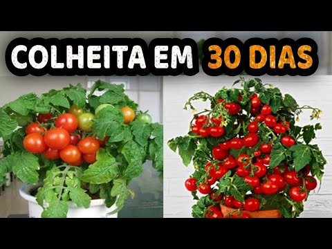 , title : 'COMO PLANTAR TOMATE ANÃO | COLHEITA MAIS RÁPIDA DO MUNDO'