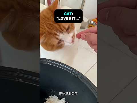 This Cat Loves Eating Rice