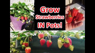 Growing Strawberries In Pots Or Containers!
