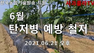 고추 탄저병 6월에 집중 감염.줄4번째