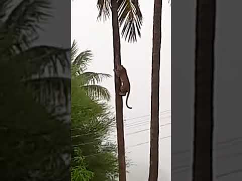 Rare Fight Between Leopards on a Tree .