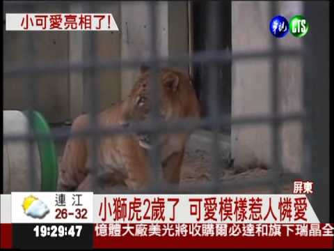 小獅虎2歲了! 可愛模樣惹人憐愛