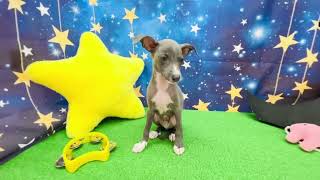 イタリアングレーハウンドの動画01