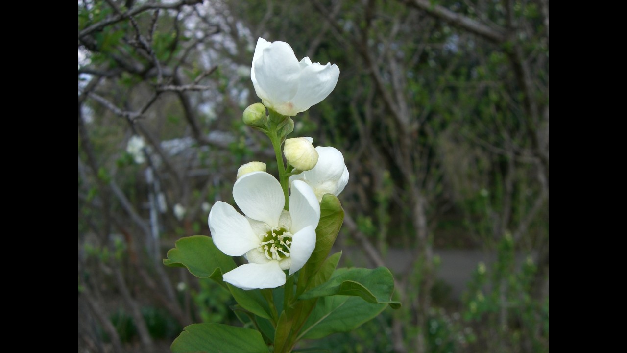 No.268_ リキュウバイ（利休梅）の剪定