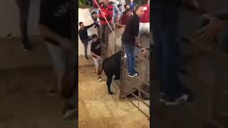 Hit by a Bull