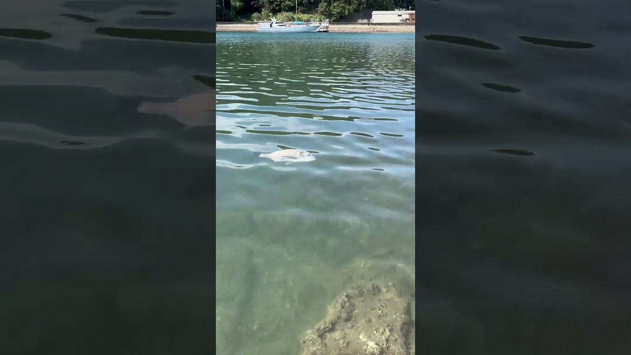 エイ⁉️じゃなくてチヌ‼️哲録チャンネル#6 携帯で撮っていた映像てす