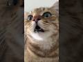 Kitten Meowing To Attract Cats