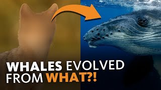 Download lagu Evolutionists Want You to Believe This CRAZY Story... mp3
