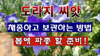 [텃밭농부 2,085]  도라지의 씨앗을 채종하고 보관하는 방법 #도라지재배