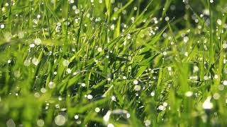 Download lagu After It Rains mp3