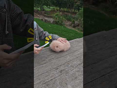 A Peaceful Park Afternoon with Booboo #cupboo #booboo