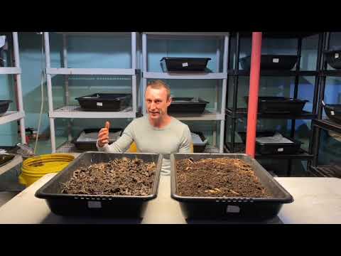 Red Wiggler Worms  vs. Blue Indian Worms