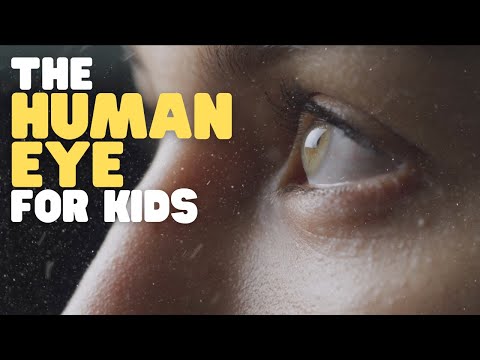 The Human Eye for Kids | Learn why and how eyes allow us to see
