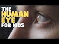 The Human Eye for Kids | Learn why and how eyes allow us to see