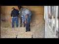 How To Muck Out A Horse On A Shavings Bed