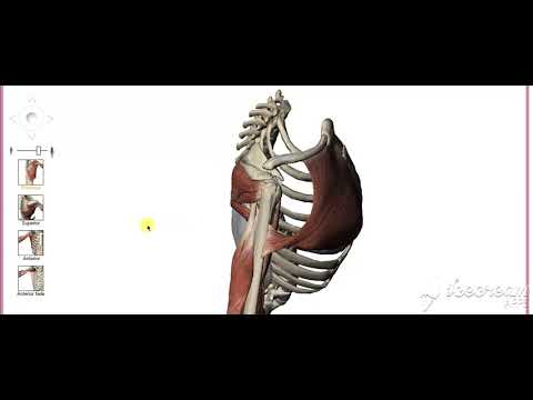 Shoulder muscles action 1