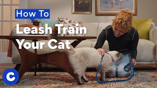 How to Leash Train Your Cat