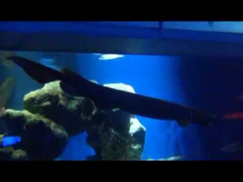 ラブカ（沼津港深海水族館）