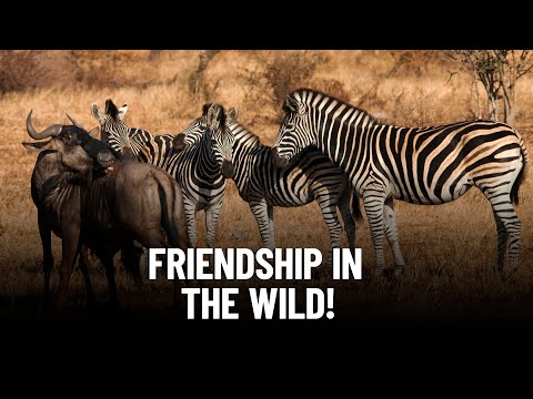 The Remarkable Relationship Between Zebras and Wildebeests