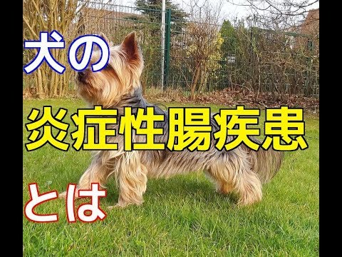 犬の炎症性腸疾患 - 症状と治療法