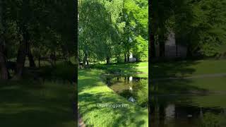 Lilac (Sylinga vulgaris) at Dronningparken in Oslo in May 2026