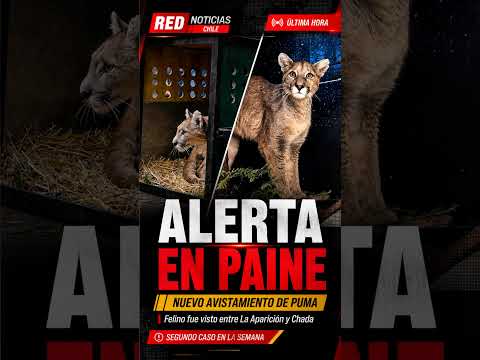 🔴 NUEVO AVISTAMIENTO DE PUMA EN PAINE #Paine #Puma #RegionMetropolitana #RedNoticiasChile #Chile