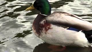 preview picture of video 'Stockente beim Putzen - Mallard while brushing'