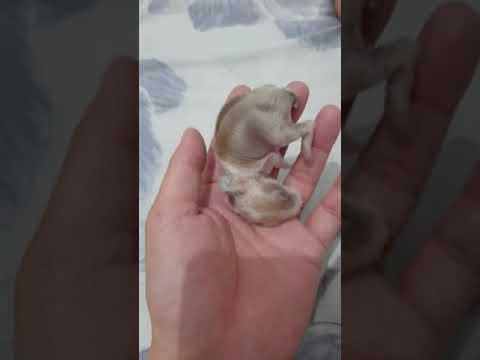Baby kelinci Day 9 (bulu mulai lebat dan warna mulai terang)