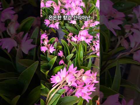 #긴기아난#향기에취하네 #강문경#순정#신작뮤비