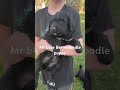 Bernedoodle dogs for sale: Bernedoodle Puppy 4 - Video 1