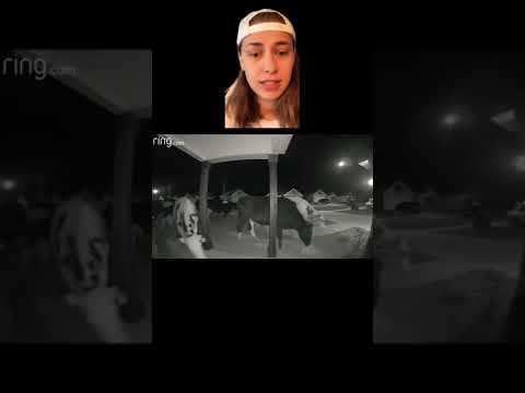 Animals Caught On Camera 🙊📸 w OnlyJayus - #Shorts