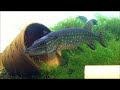 Esox lucius Esox lucius