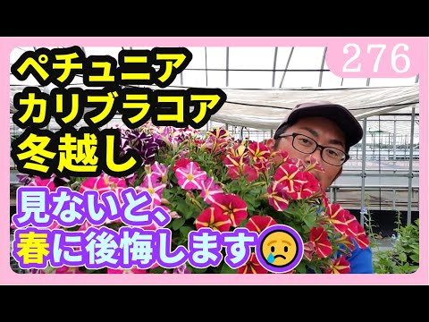 園芸 ハイブリッドカリブラコア