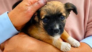 This Adorable Baby Puppy was ABANDONED near the Graveyard: What Happens Next Will Melt Your Heart