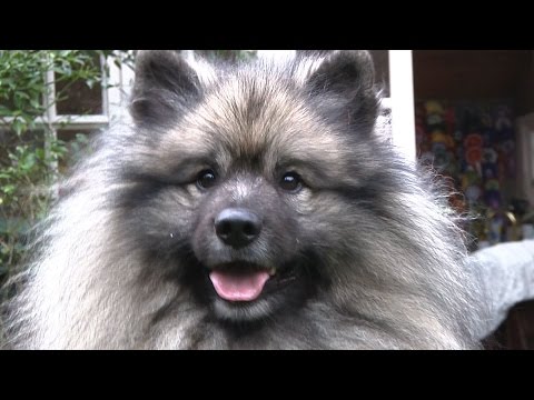 Keeshond - Best of Breed