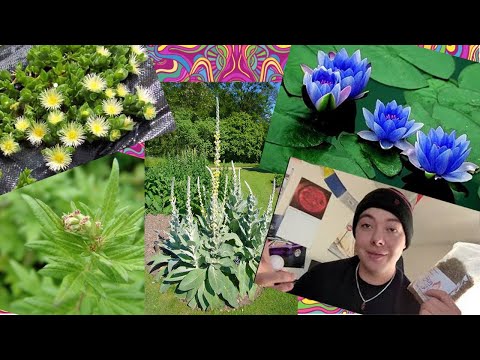 Testing 5 Legal Highs!! Review of  Damiana, Mugwort, Kanna, Blue Lotus Flower, and Mullein Leaf