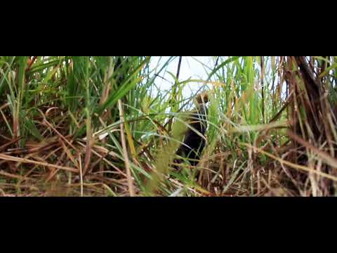 Cashtro Troy - Sugar Cane