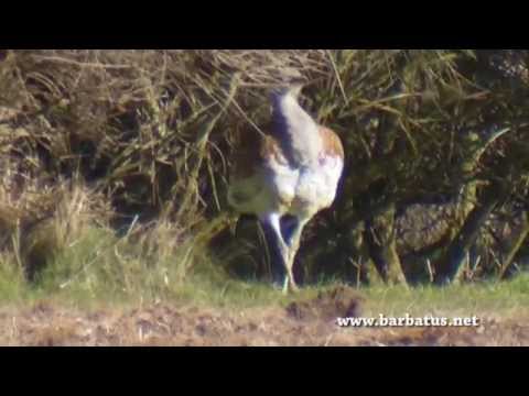 AVUTARDA ( Otis tarda ) Great Bustard
