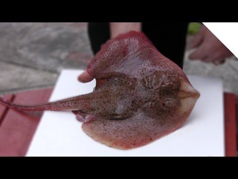How to Fillet a Skate or Ray (Skate Wings)